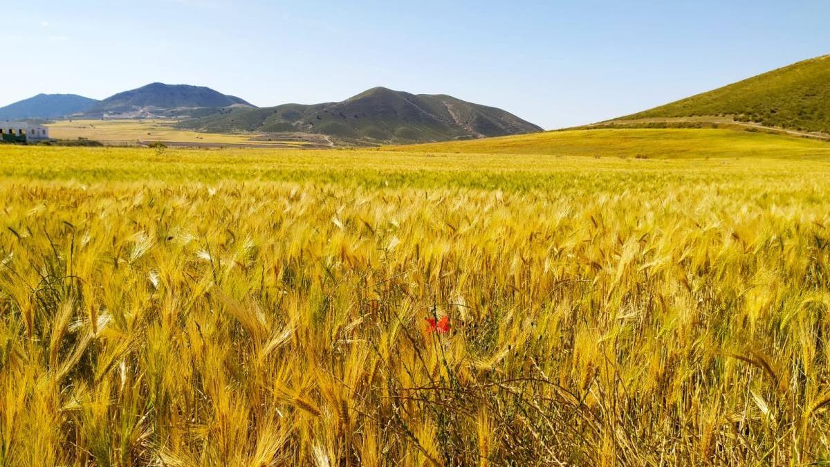 La agricultura ecológica, señalada por la Unión Europea como herramienta para el cuidado del medio ambiente