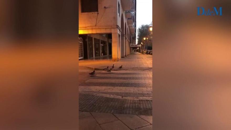 Coronavirus en Mallorca: Patos caminando por las calles y delfines en el Molinar y Puerto de Sóller