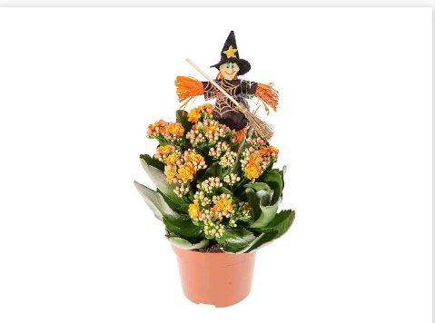 Kalanchoe Halloween LIDL.