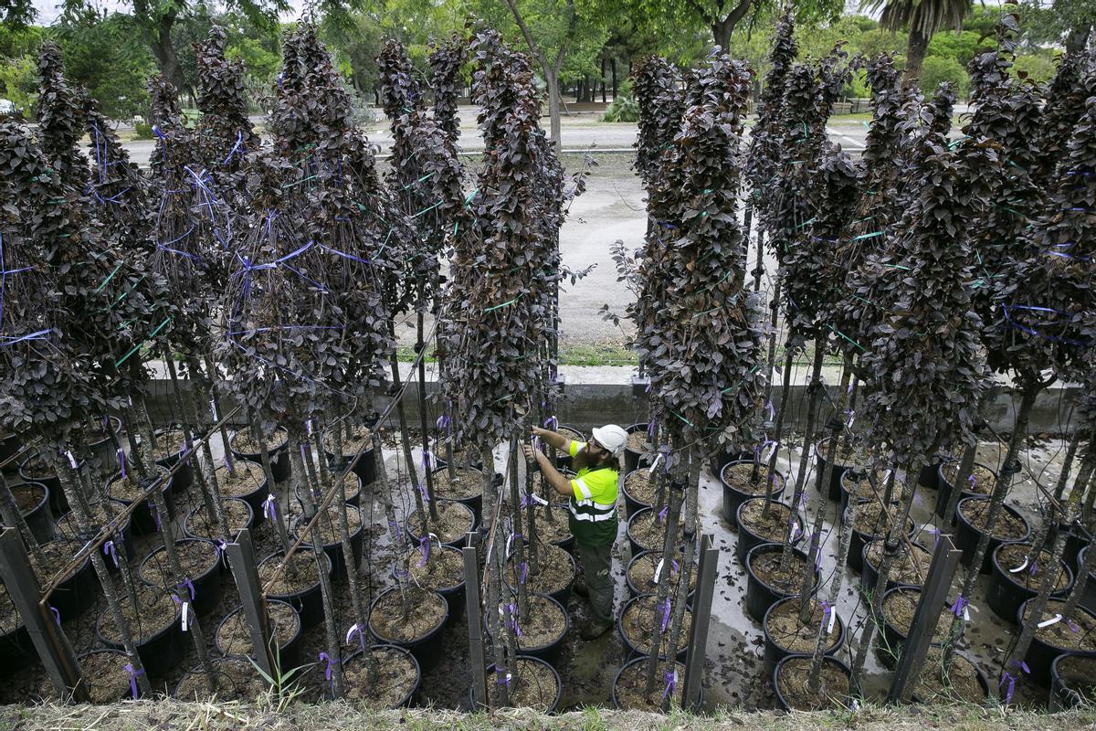 Árboles preparados para una campaña de plantación masiva en Barcelona, alineados en el Viver dels Tres Pins