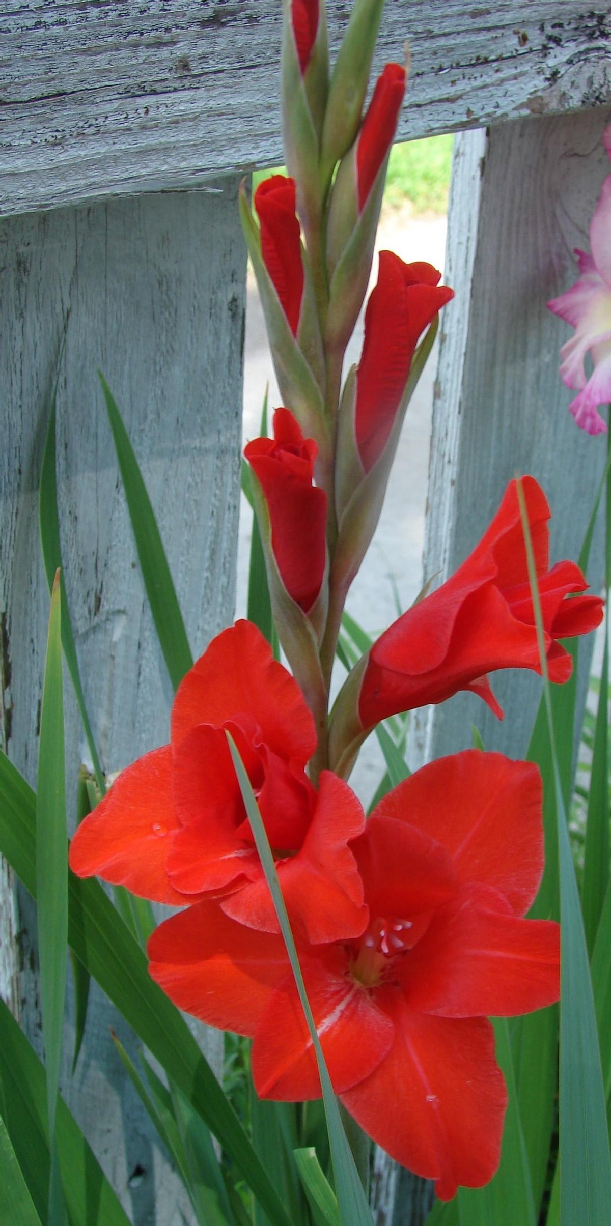 ¡Triunfa con gladiolos en maceta! Aprende cómo cuidar y cultivar estas flores victoriosas en la comodidad de tu hogar
