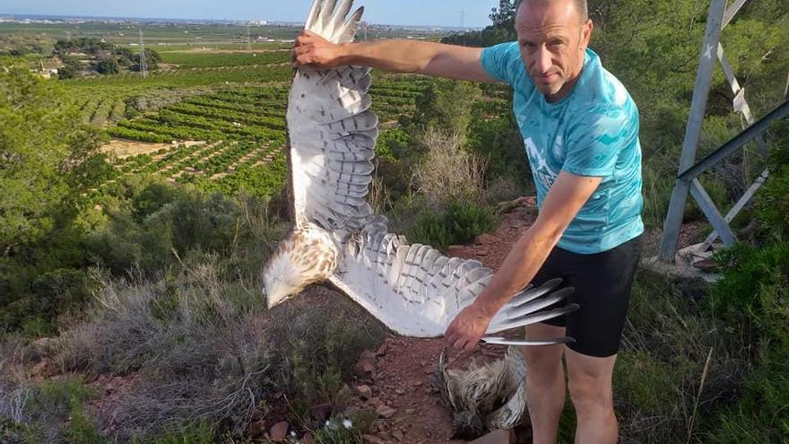 Un vecino muestra el águila electrocutada.