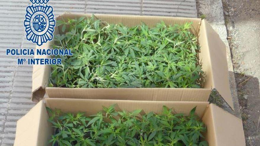 Intenten fer passar 375 plantes de marihuana per tomaqueres a la duana