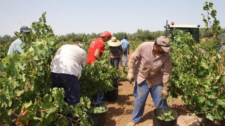 Agricultores trabajan en la campaña de la vendimia en la comarca de Antequera.