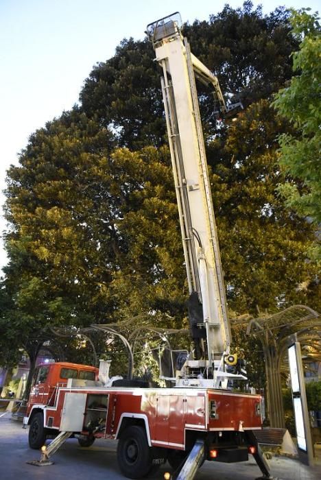 Se quiebra una rama del ficus de Santo Domingo