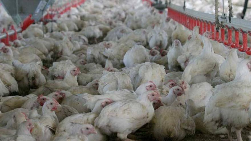Extremadura alcanza ya las 248 granjas avícolas y se convierte en un negocio en alza