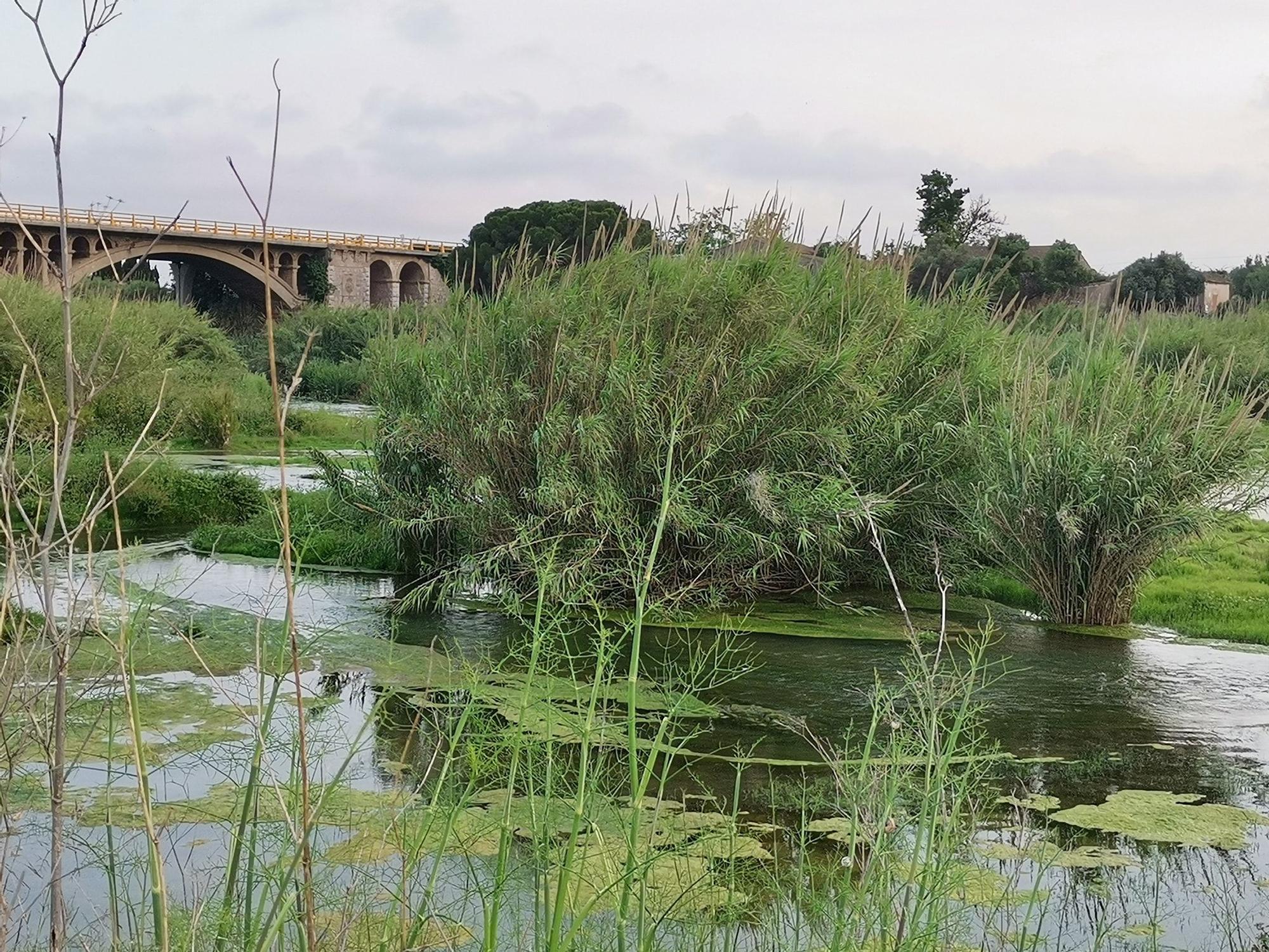 Un río Millars cada vez menos imperceptible en Almassora por la caña común