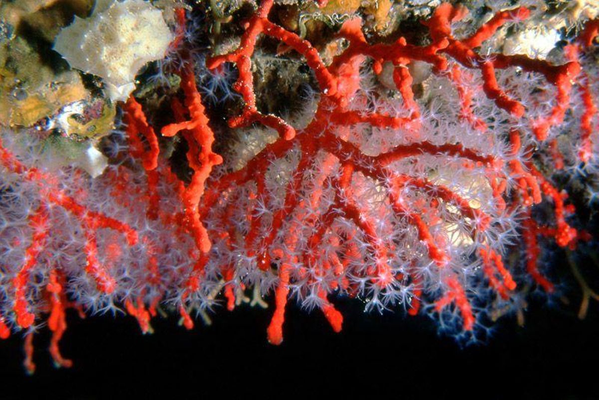 Un arrecife de coral.
