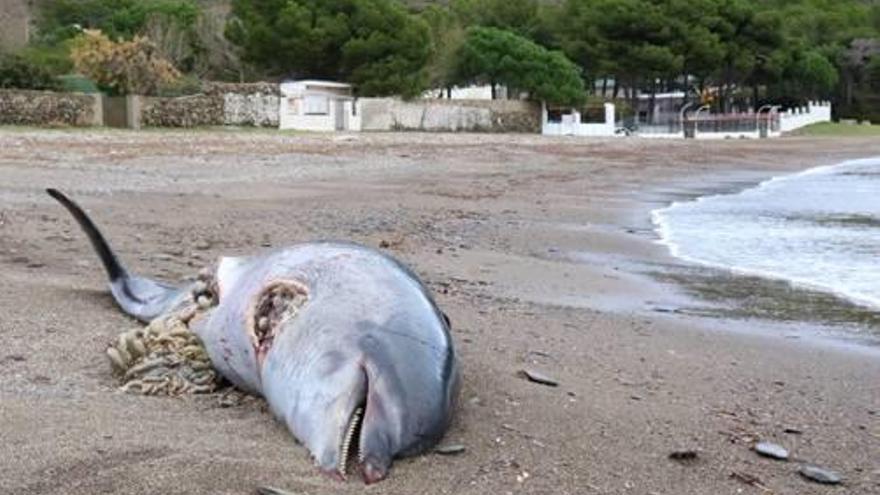 El dofí a cala Montjoi, on va aparèixer mort.