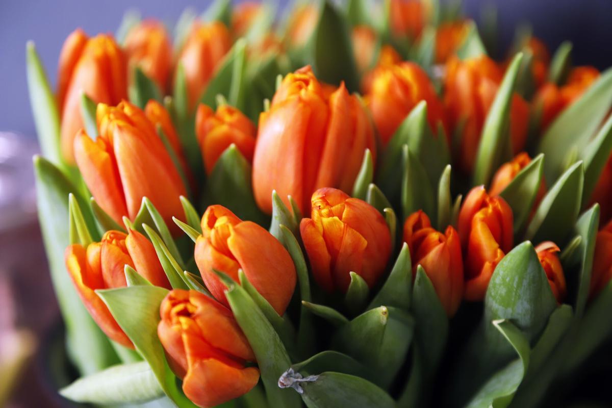 MLG 30-01-2023.-Fran Segovia, es dueño dde una floristería en calle Lagunillas 66.-ÁLEX ZEA.