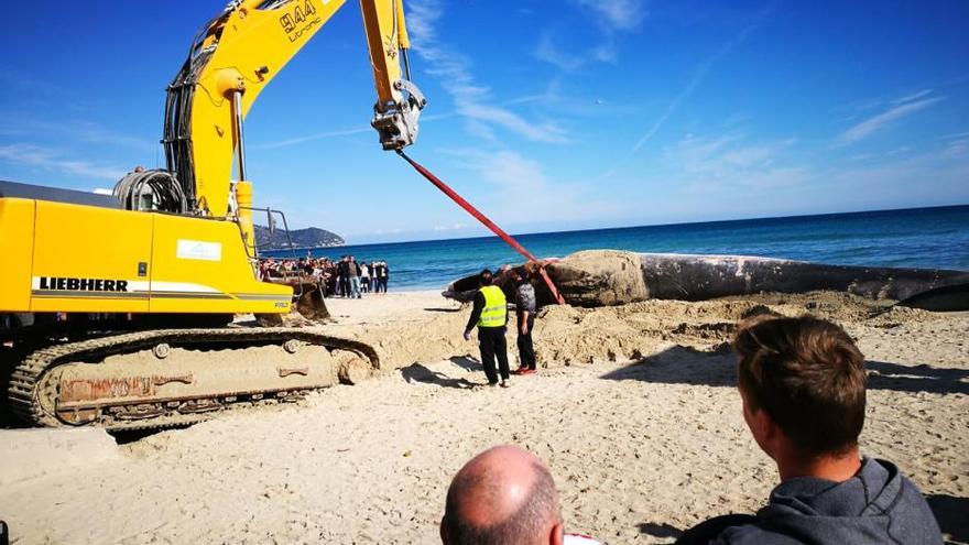 Bergung des in Cala Millor angeschwemmten Wals