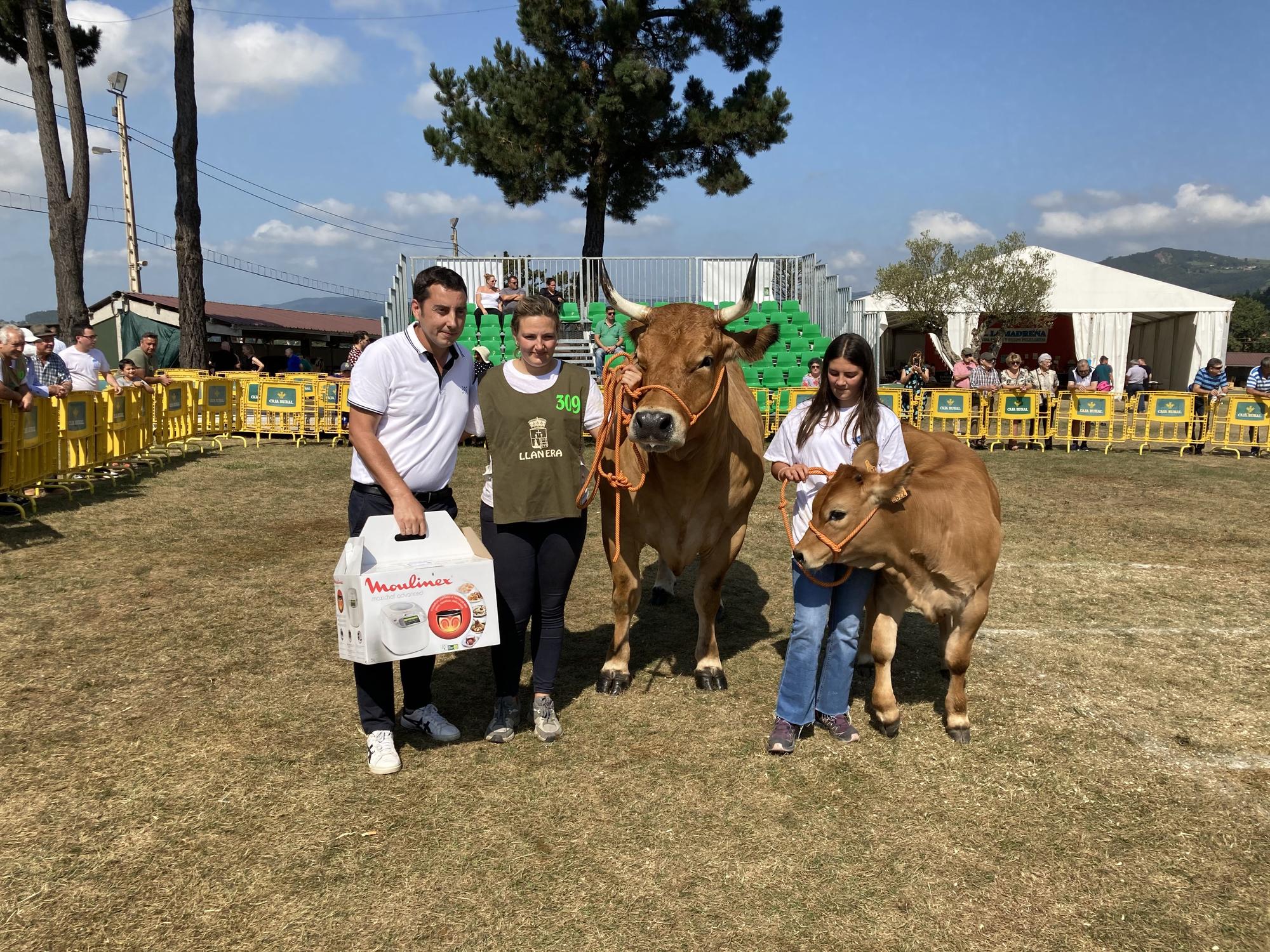 El concurso de ganado de Llanera fue todo un éxito: aquí tienes algunas de las reses ganadoras