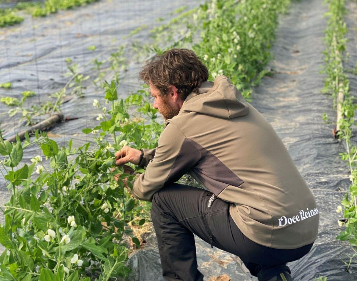 Juan Pérez, en la huerta de la empresa en Llanera, comprobando el estado de las plantas de guisantes. | Doce Reinas