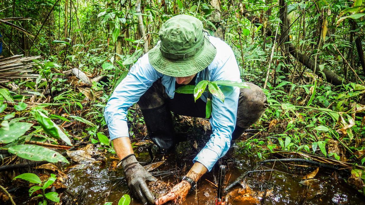 Las turberas del Congo podrían liberar millones de toneladas de CO2