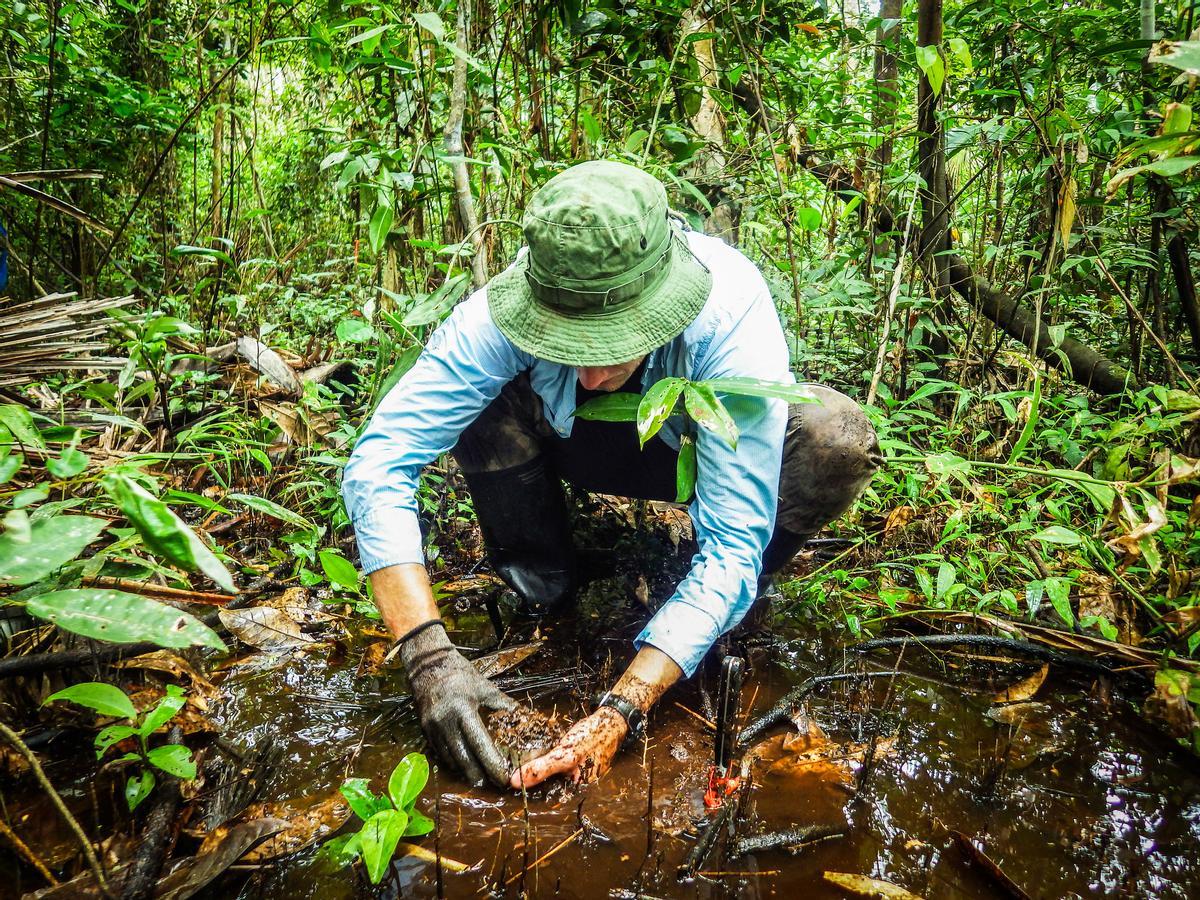 Las turberas del Congo podrían liberar millones de toneladas de CO2