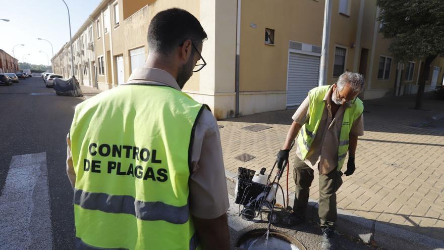 Un equipo de 14 empleados de Sadeco trabaja a diario en el control de plagas