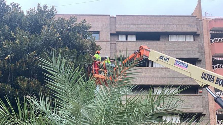 Operarios municipales decoran el ficus de la plaza Santo Somingo (Murcia)