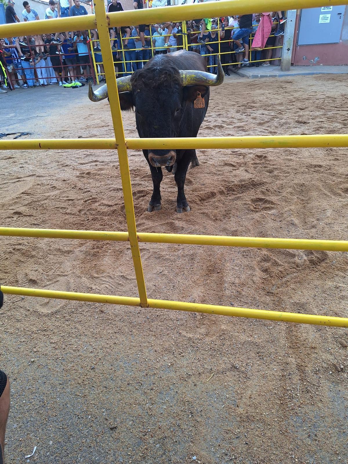 La fiesta taurina de Villanueva de Azoague, en imágenes La fiesta taurina de Villanueva de Azoague, en imágenes