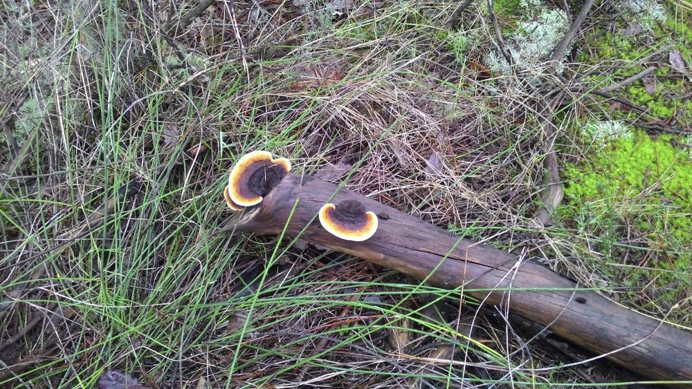 Bolet de soca versicolor. Es tracta del Trametes versicolor. Creix fonamentalment en els troncs dels arbres, i la superfície superior del bolet mostra zones típiques concèntriques de diferents colors.