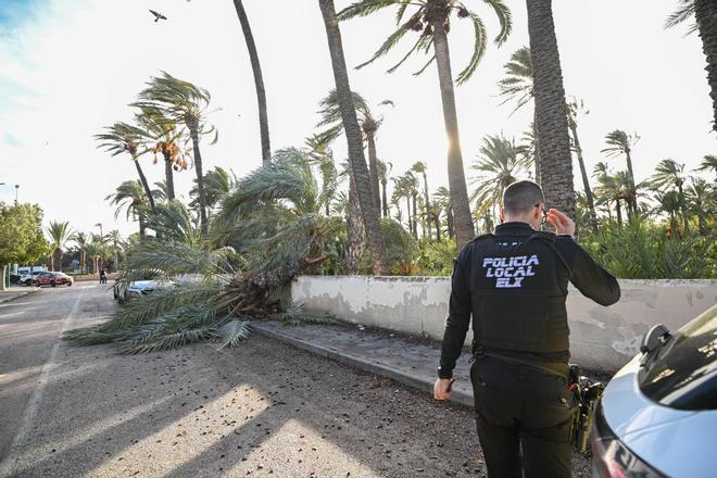 Decenas de incidencias en Elche por las fuertes rachas de viento