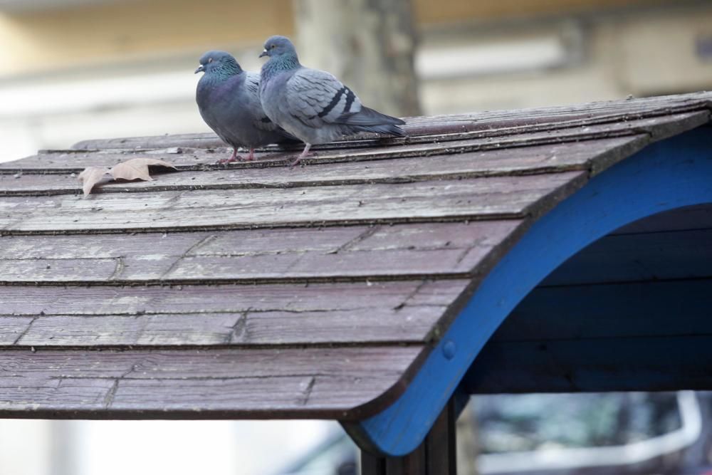 Demanen tancar el parc infantil de Poeta Marquina per insalubre