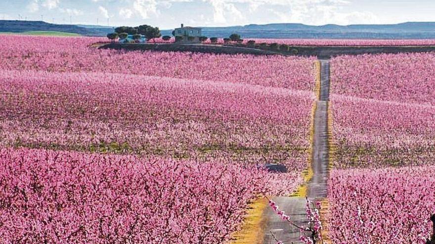 La cosecha de fruta cae más del 15% pero sube su precio