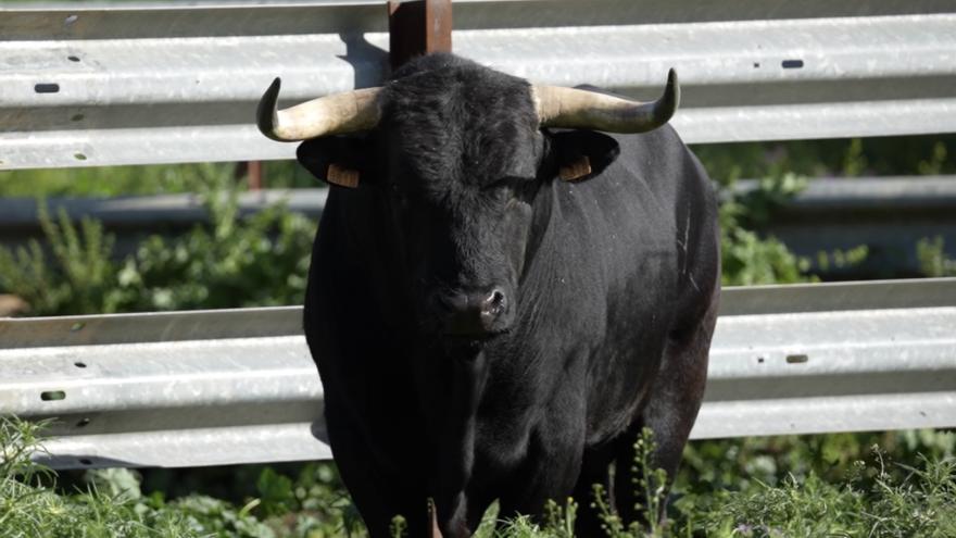 GALERÍA | Estos son todos los toros de las fiestas de Benavente de 2024