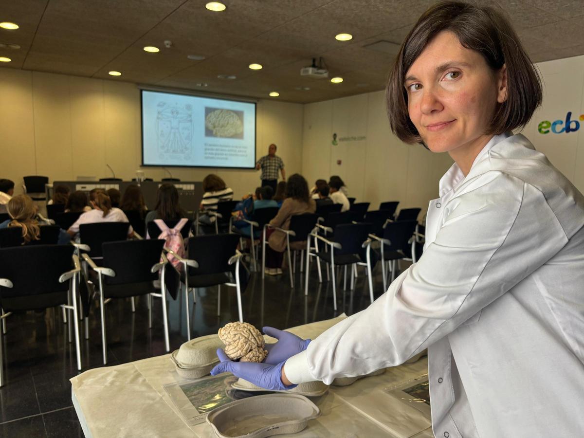 Una científica de la Fundación CIEN muestra un cerebro de oso de los que explican a los alumnos