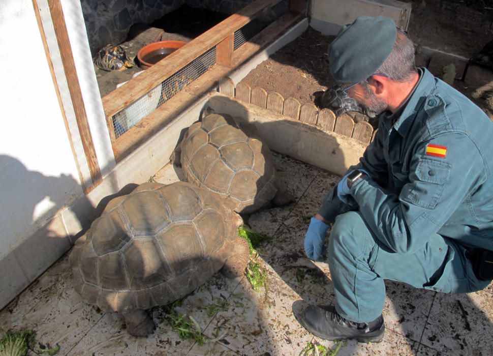 Desmantelan un criadero ilegal de tortugas en San Pedro del Pinatar