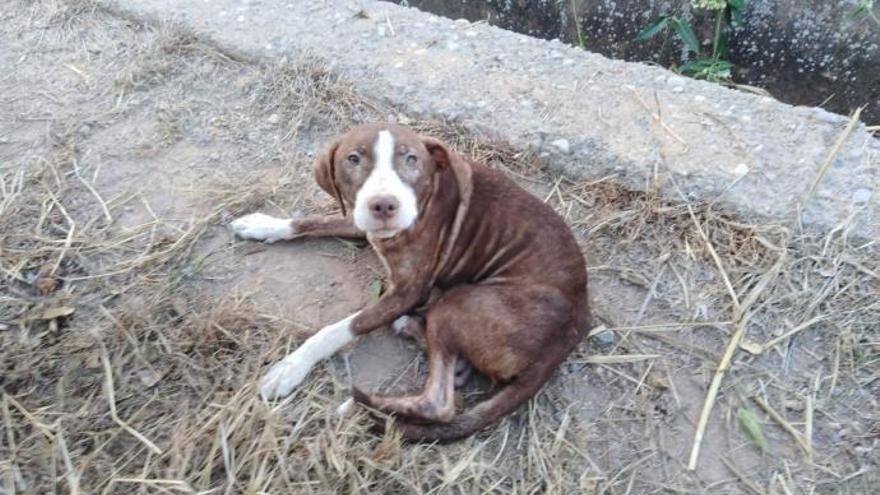 Un perro acompaña toda la noche a un anciano con alzhéimer desaparecido