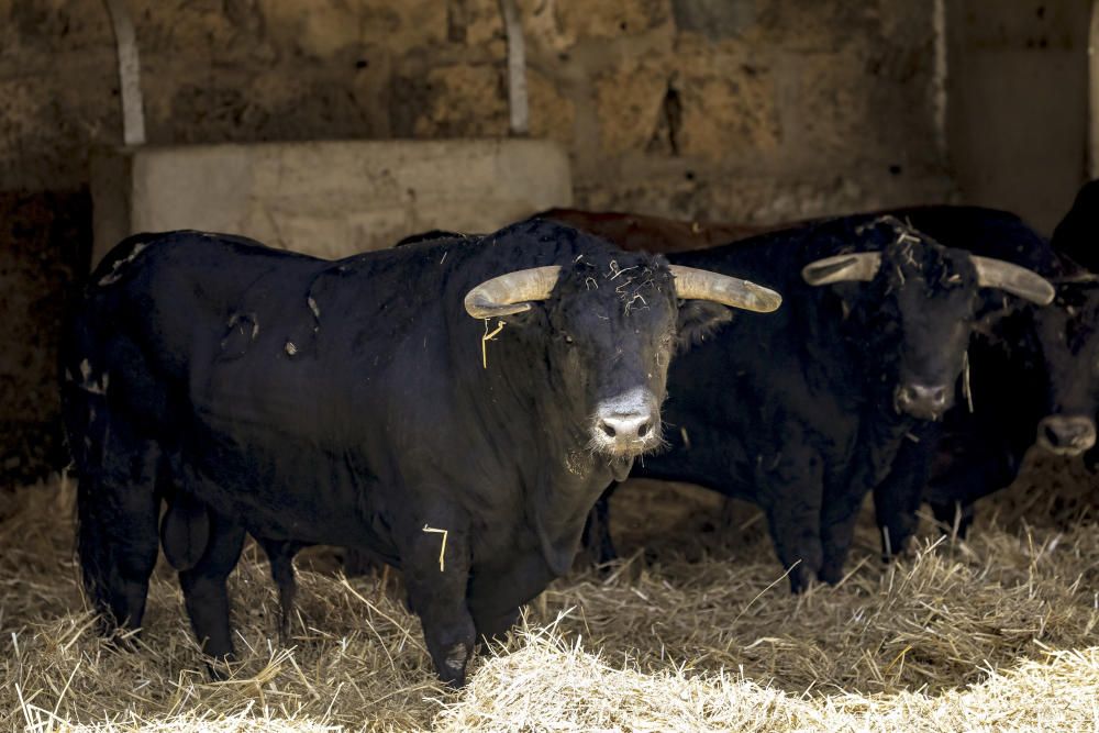 Llegan los toros para la corrida  del 90 aniversario del Coliseo balear