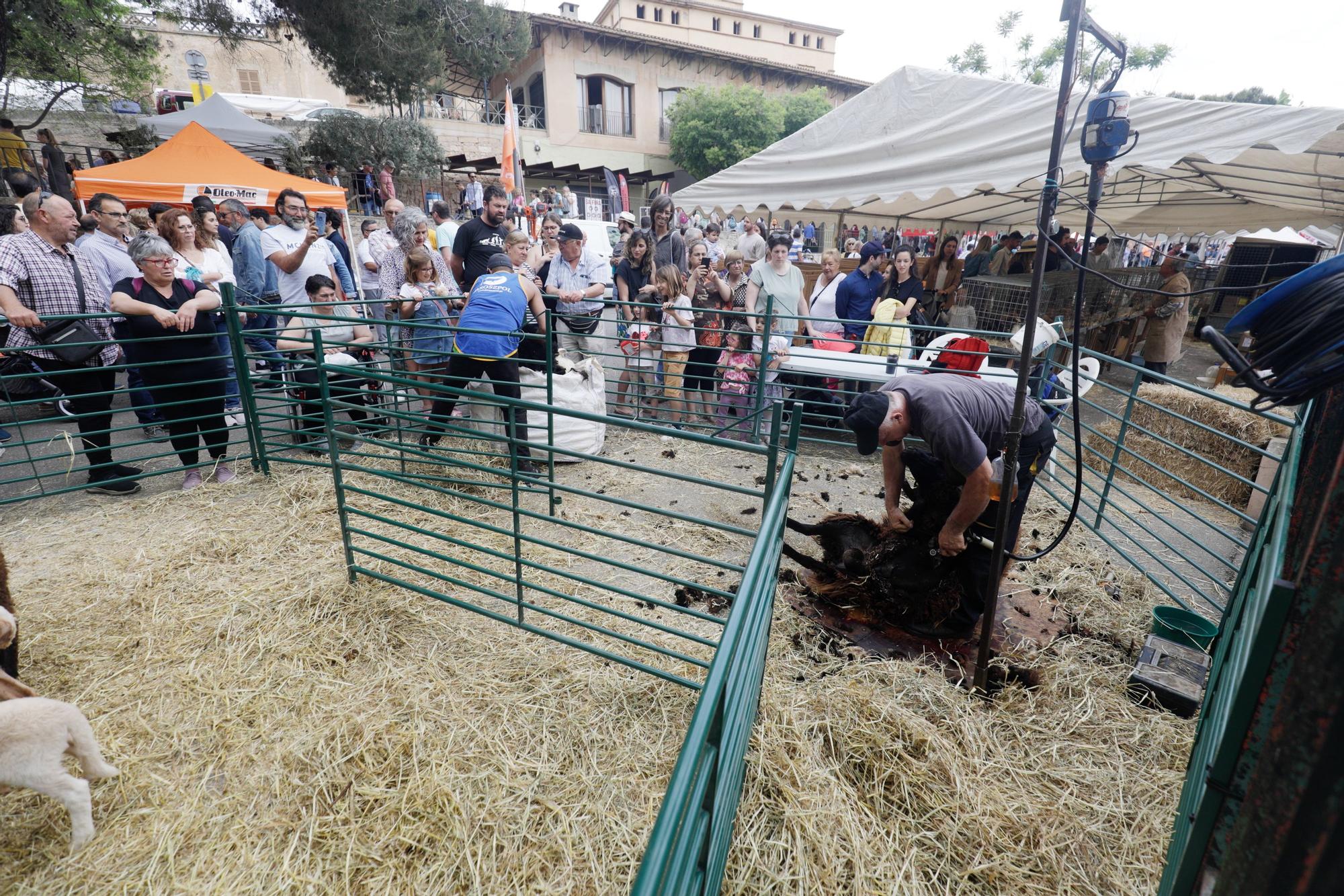 La Fira de Sineu, en imágenes