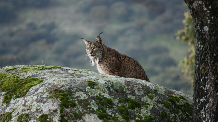 Un lince, atento en la sierra.