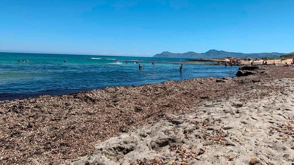 Desmienten un descontrol de brotes en Can Picafort y ses Casetes des Capellans