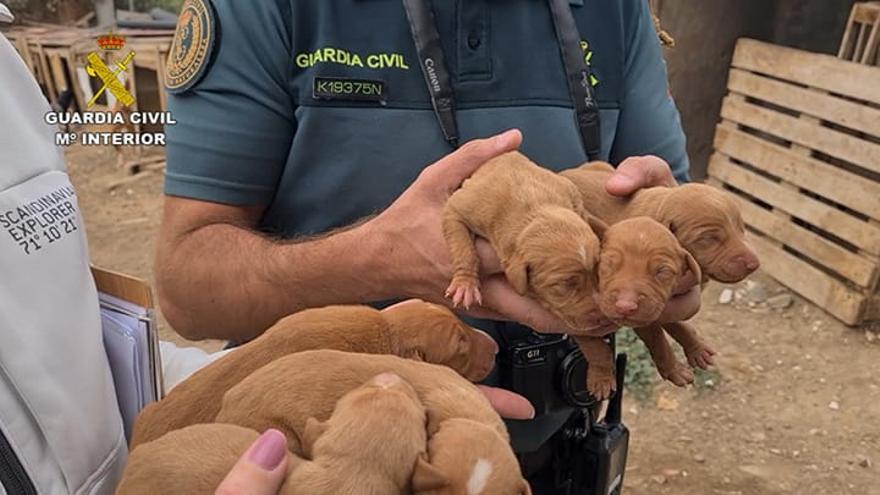 Un detenido por maltrato continuado a 44 perros en Arucas - La Provincia