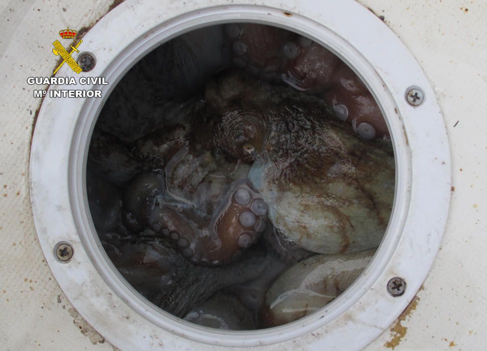 Incautados 18 kilos de pulpo en aguas de Cartagena