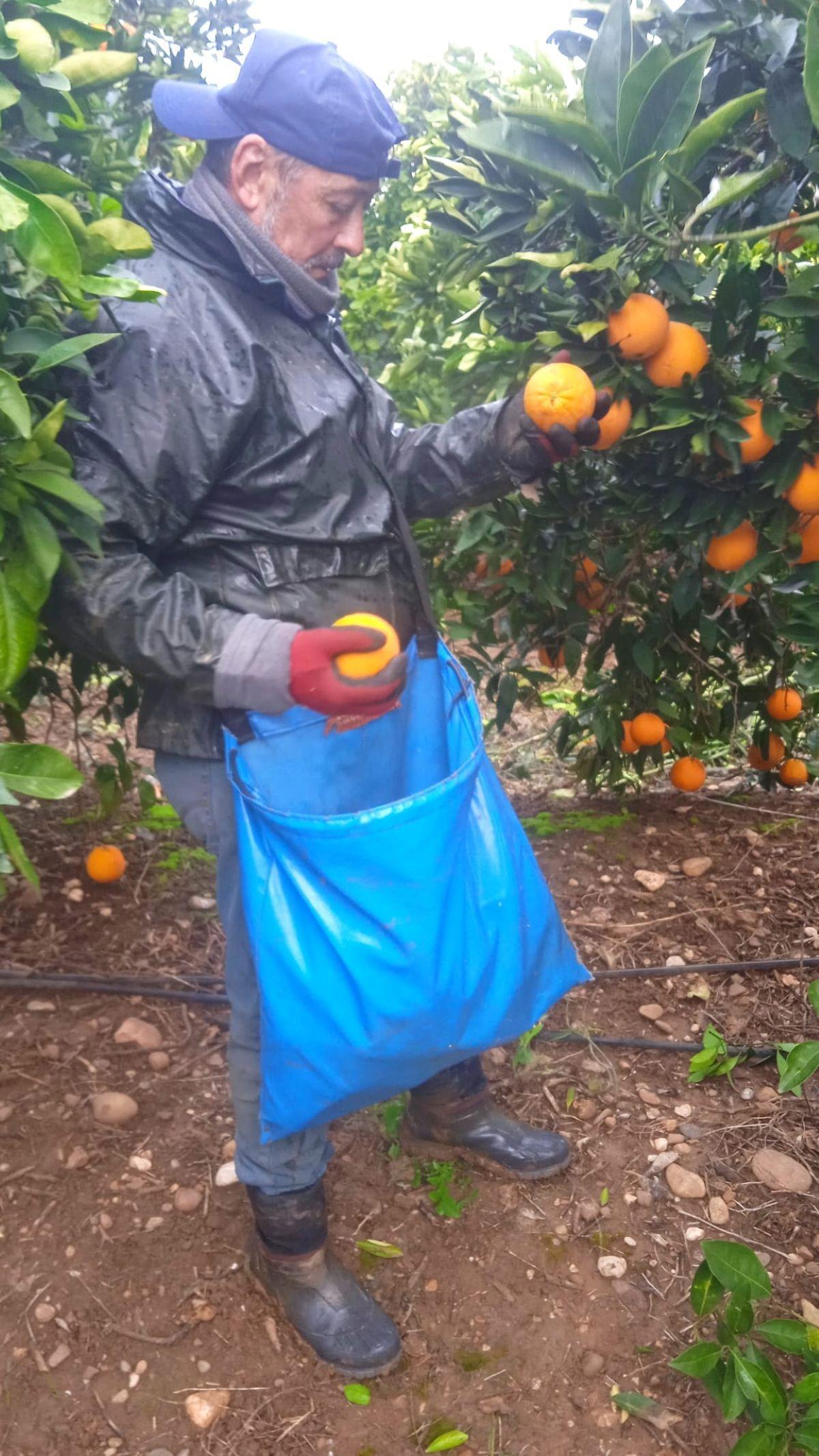 Un trabajador recoge naranjas en una finca citrícola de Palma del Río.