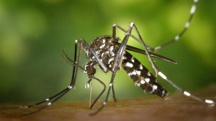 Una asociación vecinal pide la intervención de Salud por mosquitos tigre en Las Moreras