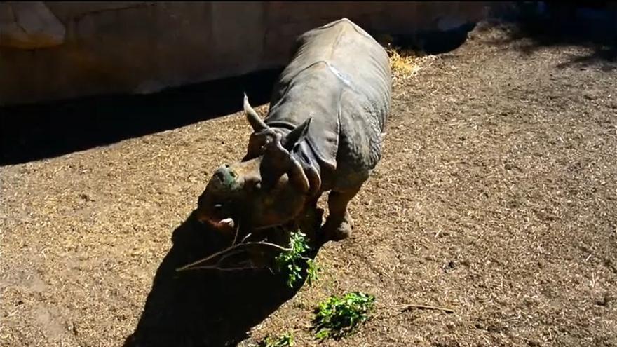El nuevo rinoceronte indio de Terra Natura