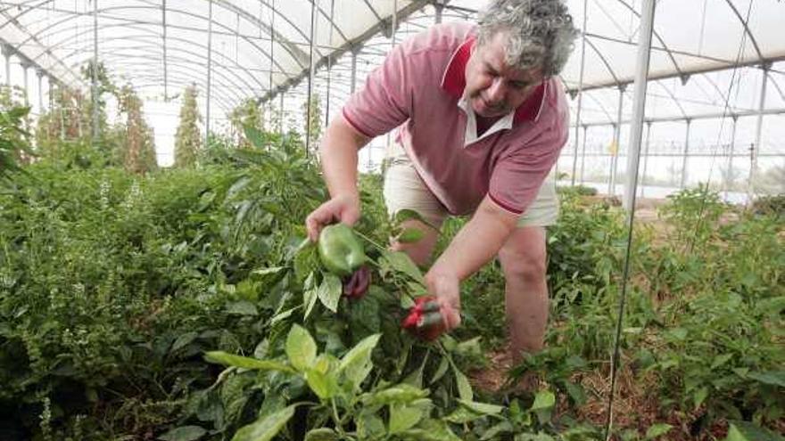 José Luis Miralles, agricultor ecológico y secretario de ADR, en su huerto.