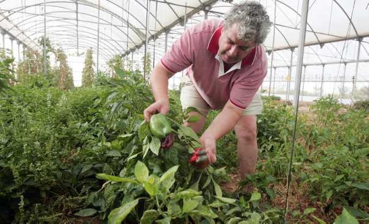 José Luis Miralles, agricultor ecológico y secretario de ADR, en su huerto.