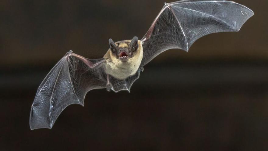 Imagen de un ejemplar de murciélago.