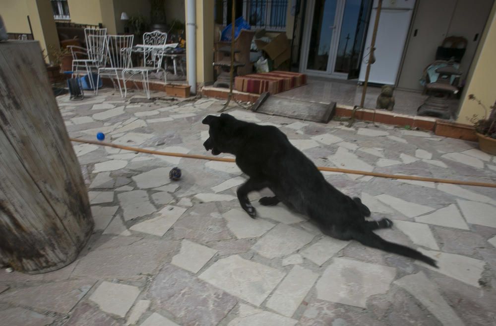 Laki se arrastra por el suelo porque le fallan sus patas traseras