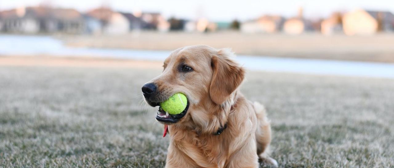 ¿Juegas con tu perro con una pelota de tenis? Cuidado porque podría dañar su salud