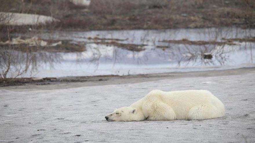 El cambio climático se ceba en Rusia