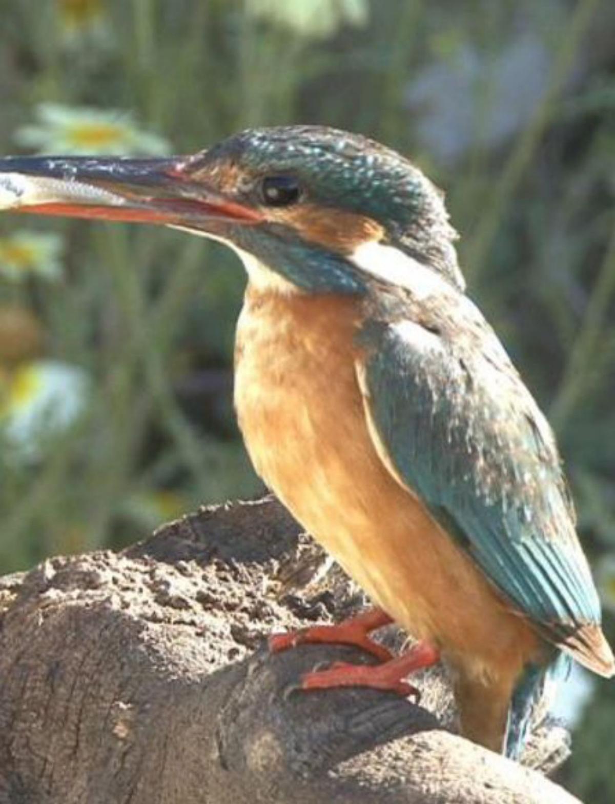 Desembocadura del río Guadalhorce