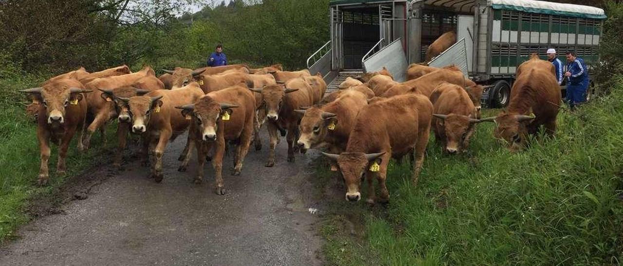 Traslado de los mejores sementales a la finca piloñesa de Viyao ayer por la mañana.