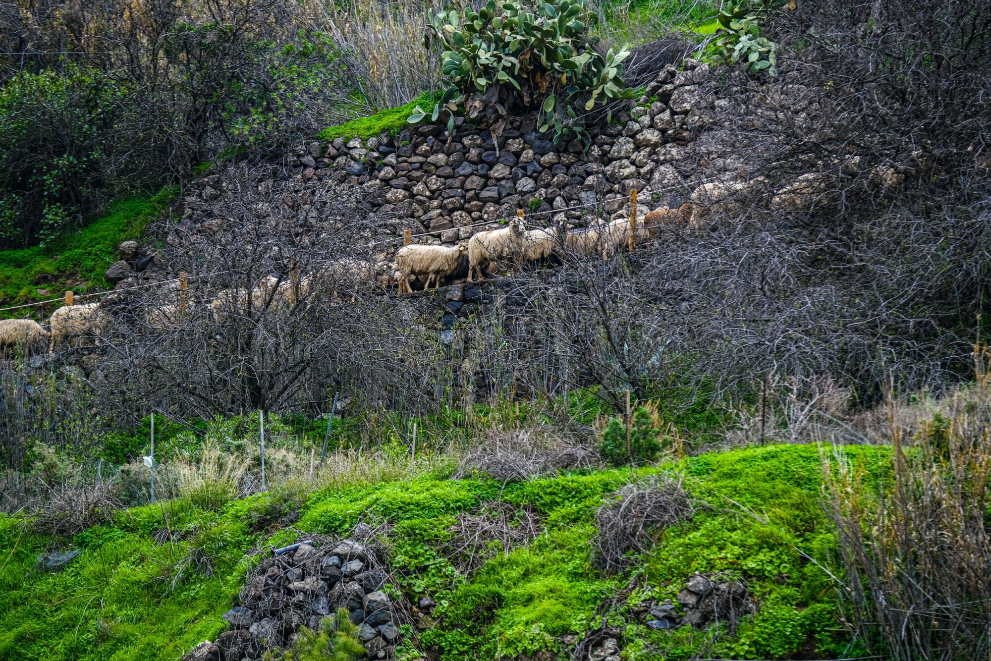 Transhumancia en Tejeda