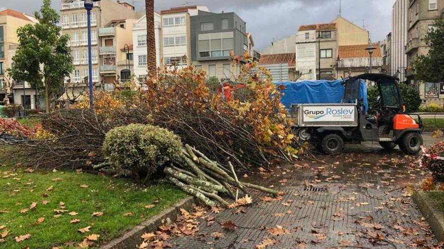 Poda en la Alameda Nueva de Cangas.   | // G.N.