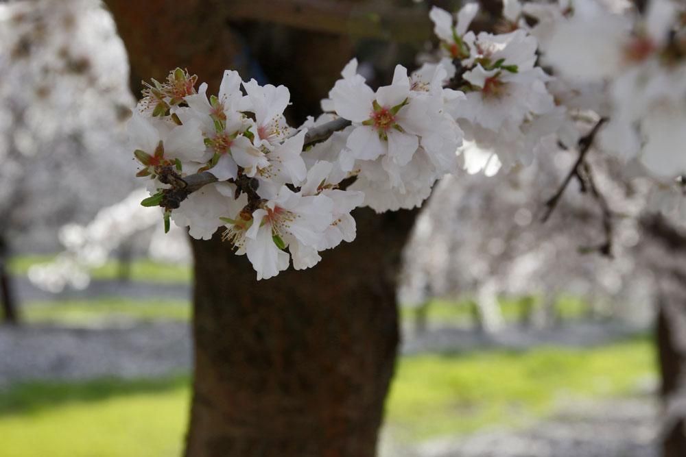 Almendros en flor, un espectáculo de la naturaleza